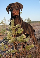 Eria Pro Zada Zehava